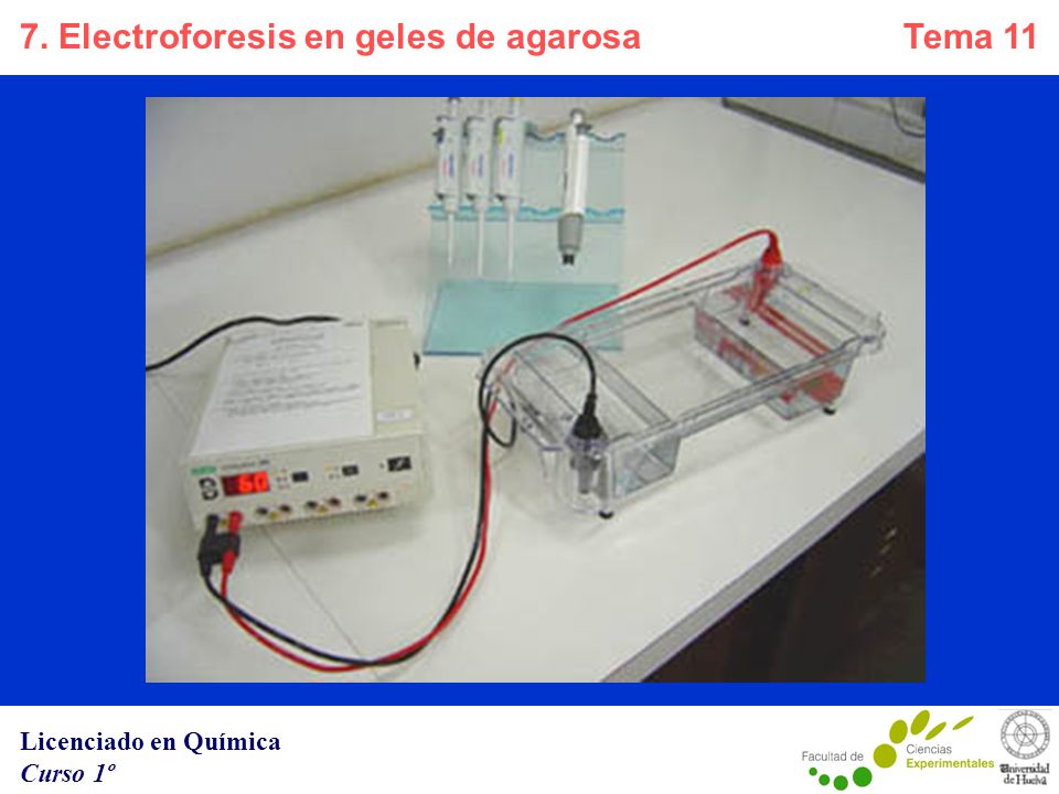 electroforesis en gel de agarosa